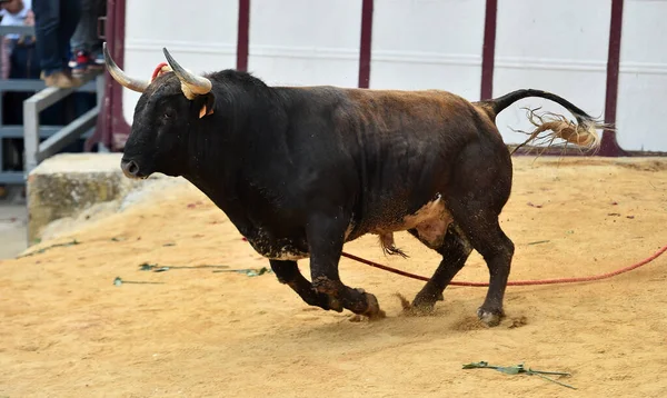 斗牛时斗牛场上那只西班牙强壮的公牛 — 图库照片