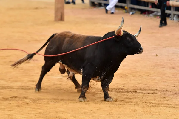 Spanish Strong Bull Bullring Arena Spectacle Bullfight — Stock Photo, Image