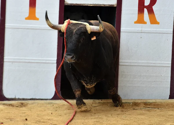 Taureau Fort Espagnol Dans Une Arène Taureaux Pendant Spectacle Corrida — Photo