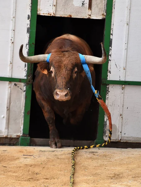 Spanish Strong Bull Bullring Arena Spectacle Bullfight — Stock Photo, Image
