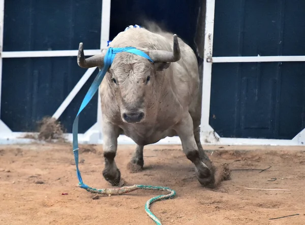 Der Starke Spanische Stier Einer Stierkampfarena Während Des Stierkampfs — Stockfoto