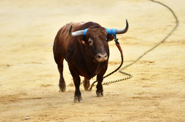 Touro Forte Espanhol Uma Arena Touros Durante Espetáculo Tourada — Fotografia de Stock