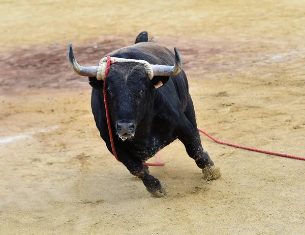 Touro Forte Espanhol Uma Arena Touros Durante Espetáculo Tourada — Fotografia de Stock