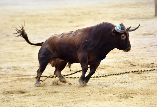 Hiszpanski Silny Byk Arenie Byków Podczas Spektaklu Walki Byków — Zdjęcie stockowe