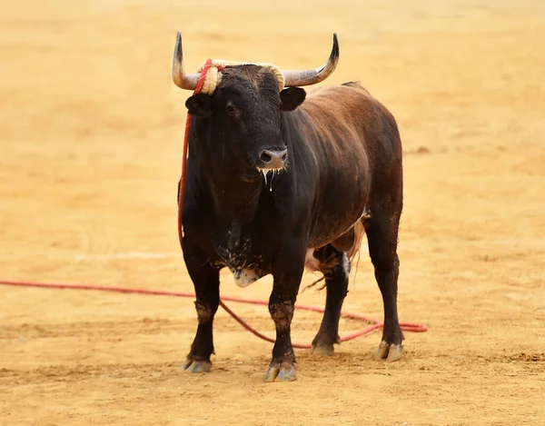 Spaanse Sterke Stier Een Arena Tijdens Een Stierengevecht — Stockfoto