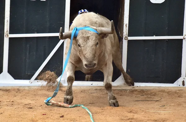 Spaanse Sterke Stier Een Arena Tijdens Een Stierengevecht — Stockfoto