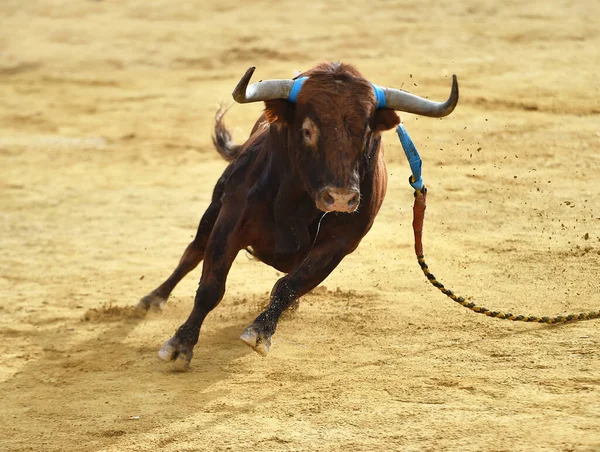 Boğa Güreşi Sırasında Arenada Güçlü Bir Spanyol Boğası — Stok fotoğraf