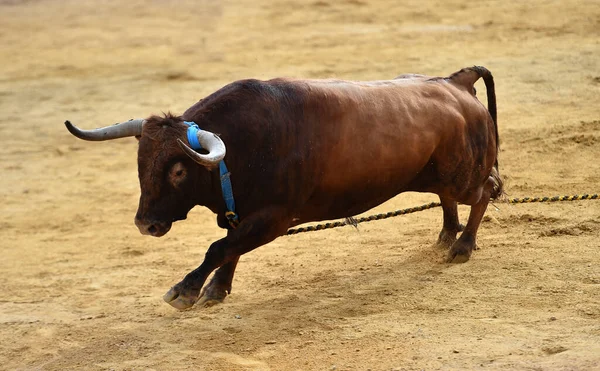 Boğa Güreşi Sırasında Arenada Güçlü Bir Spanyol Boğası — Stok fotoğraf