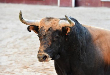 Büyük boynuzları olan vahşi bir boğa geleneksel bir boğa güreşi gösterisinde İspanya 'da