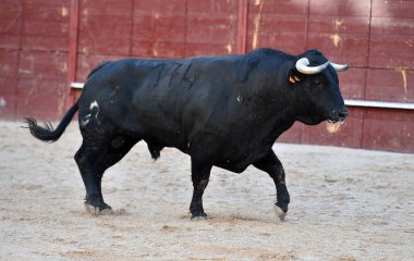 Büyük boynuzları olan vahşi bir boğa geleneksel bir boğa güreşi gösterisinde İspanya 'da