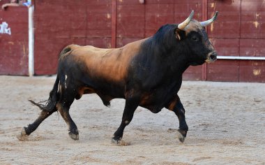 Büyük boynuzları olan vahşi bir boğa geleneksel bir boğa güreşi gösterisinde İspanya 'da