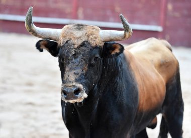 Büyük boynuzları olan vahşi bir boğa geleneksel bir boğa güreşi gösterisinde İspanya 'da
