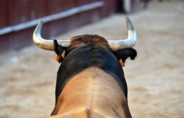 Büyük boynuzları olan vahşi bir boğa geleneksel bir boğa güreşi gösterisinde İspanya 'da