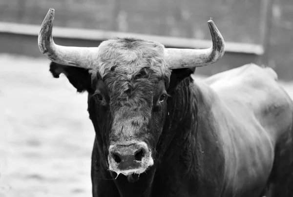 Ein Wilder Stier Mit Großen Hörnern Bei Einem Traditionellen Stierkampf — Stockfoto