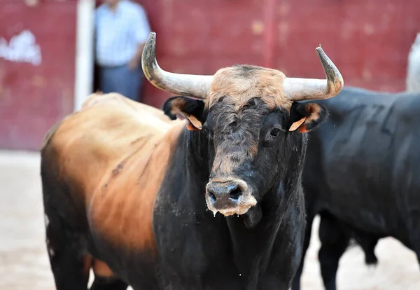 スペインの闘牛の伝統的な光景に大きな角を持つ凶暴な雄牛 — ストック写真