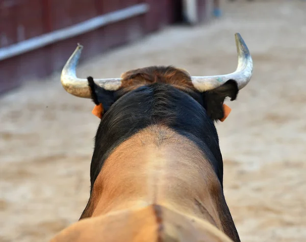 Touro Feroz Com Chifres Grandes Espetáculo Tradicional Tourada Espanha — Fotografia de Stock