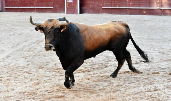 Toro Feroz Con Cuernos Grandes Espectáculo Tradicional Corridas Toros España — Foto de Stock