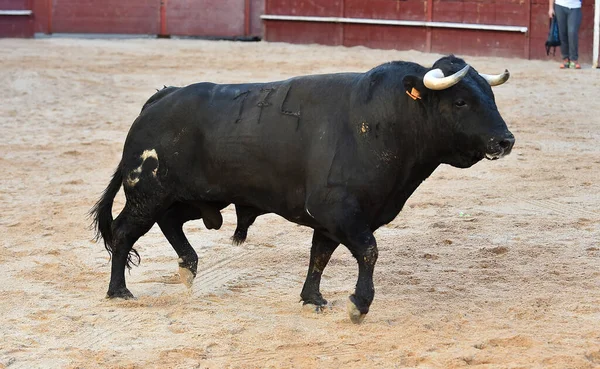 Ferocious Bull Big Horns Traditional Spectacle Bullfight Spain — Stock Photo, Image