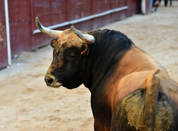 Touro Feroz Com Chifres Grandes Espetáculo Tradicional Tourada Espanha — Fotografia de Stock