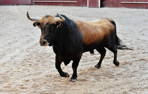 Vildsint Tjur Med Stora Horn Ett Traditionellt Tjurfäktningsspektakel Spanien — Stockfoto