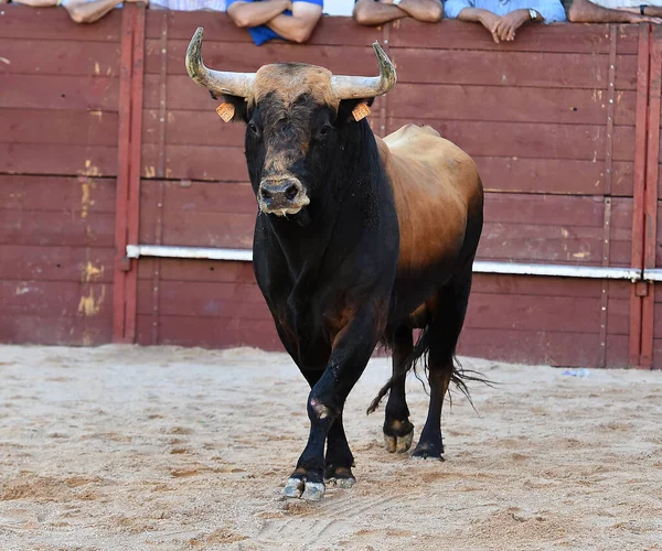 Ferocious Bull Big Horns Traditional Spectacle Bullfight Spain — Stock Photo, Image