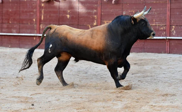 Toro Feroce Con Grandi Corna Uno Spettacolo Tradizionale Corrida Sulla — Foto Stock