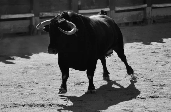 Taureau Féroce Avec Grandes Cornes Dans Spectacle Traditionnel Corrida Sur — Photo