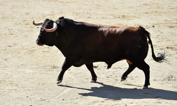 スペインの闘牛の伝統的な光景に大きな角を持つ凶暴な雄牛 — ストック写真