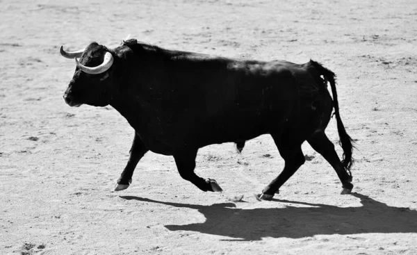 スペインの闘牛の伝統的な光景に大きな角を持つ凶暴な雄牛 — ストック写真