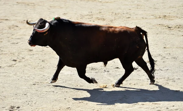 Touro Feroz Com Chifres Grandes Espetáculo Tradicional Tourada Espanha — Fotografia de Stock