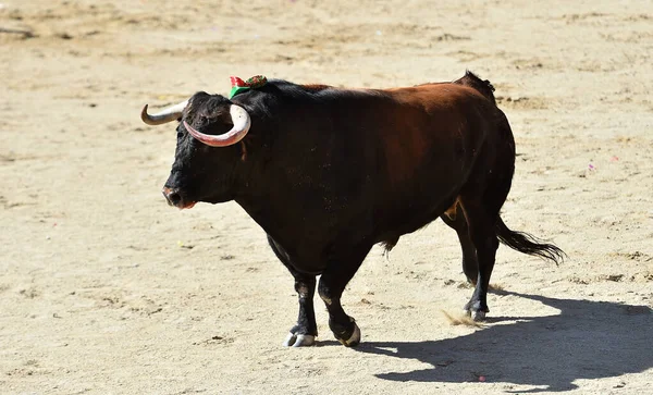 Touro Feroz Com Chifres Grandes Espetáculo Tradicional Tourada Espanha — Fotografia de Stock