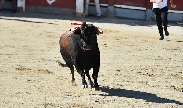 Toro Feroz Con Cuernos Grandes Espectáculo Tradicional Corridas Toros España — Foto de Stock