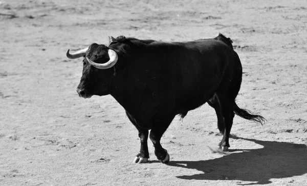 スペインの闘牛の伝統的な光景に大きな角を持つ凶暴な雄牛 — ストック写真