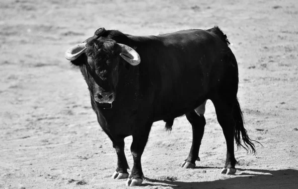 Taureau Féroce Avec Grandes Cornes Dans Spectacle Traditionnel Corrida Sur — Photo