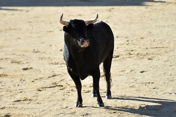 Toro Feroce Con Grandi Corna Uno Spettacolo Tradizionale Corrida Sulla — Foto Stock