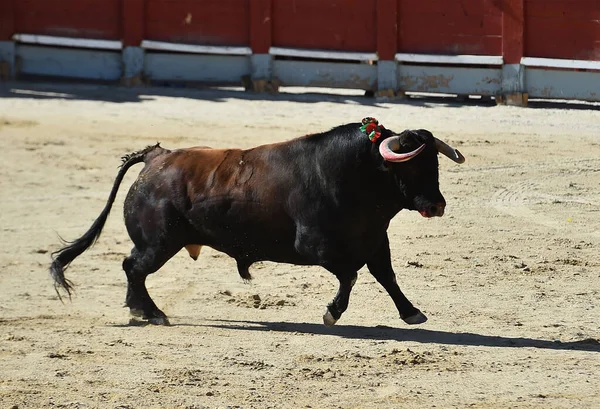 Vildsint Tjur Med Stora Horn Ett Traditionellt Tjurfäktningsspektakel Spanien — Stockfoto