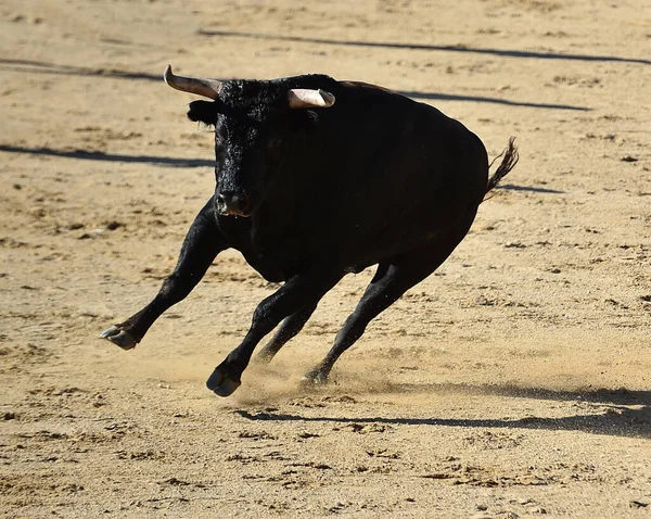 Egy Vad Bika Nagy Szarvakkal Spanyol Bikaviadal Hagyományos Látványában — Stock Fotó