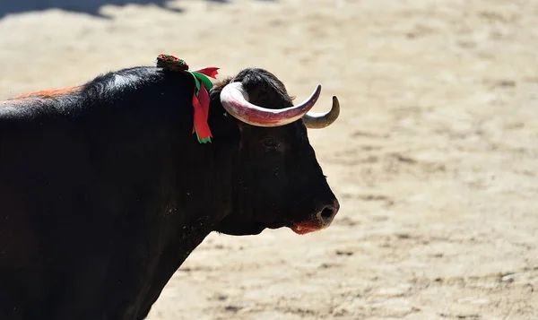 Ferocious Bull Big Horns Traditional Spectacle Bullfight Spain — Stock Photo, Image