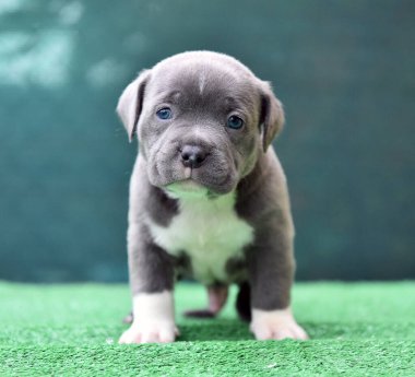 Köpek yavrusu Amerikan zorba köpeği.