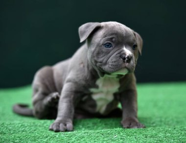 Köpek yavrusu Amerikan zorba köpeği.