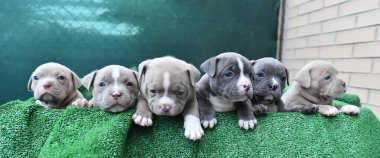 Köpek yavrusu Amerikan zorba köpeği.