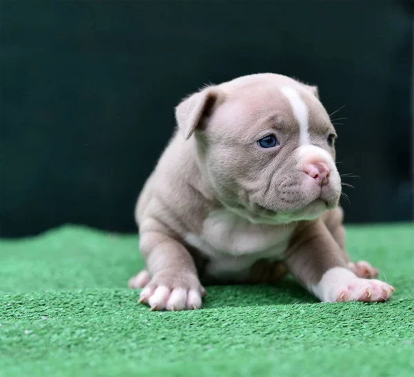 Een Puppy Amerikaanse Bullebak Hond — Stockfoto