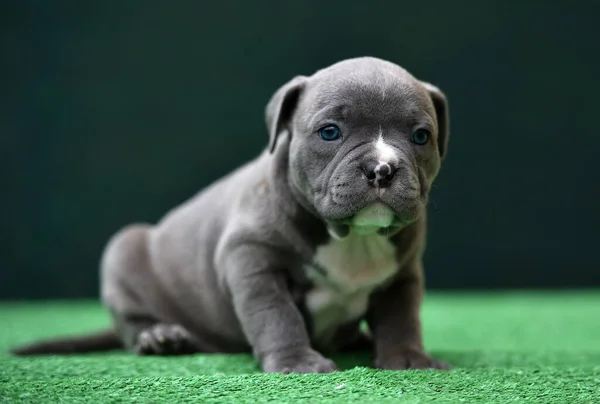 Cachorro Americano Bully Dog — Fotografia de Stock