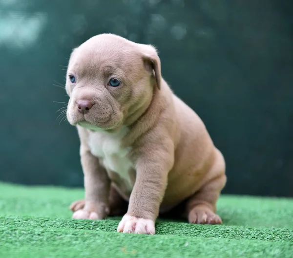 Puppy American Bully Dog — Stock Photo, Image