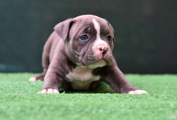 a puppy american bully dog