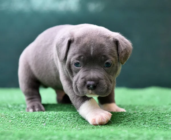 Puppy American Bully Dog — Stock Photo, Image