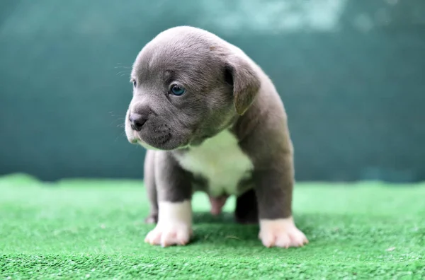 Puppy American Bully Dog — Stock Photo, Image