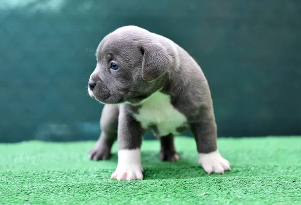 Cucciolo Americano Bullo Cane — Foto Stock