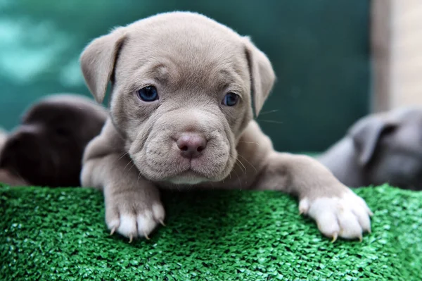 Köpek yavrusu Amerikan zorba köpeği.