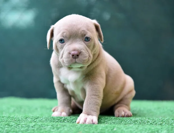 Baby pitbull Stock Photos, Royalty Free Baby pitbull Images | Depositphotos